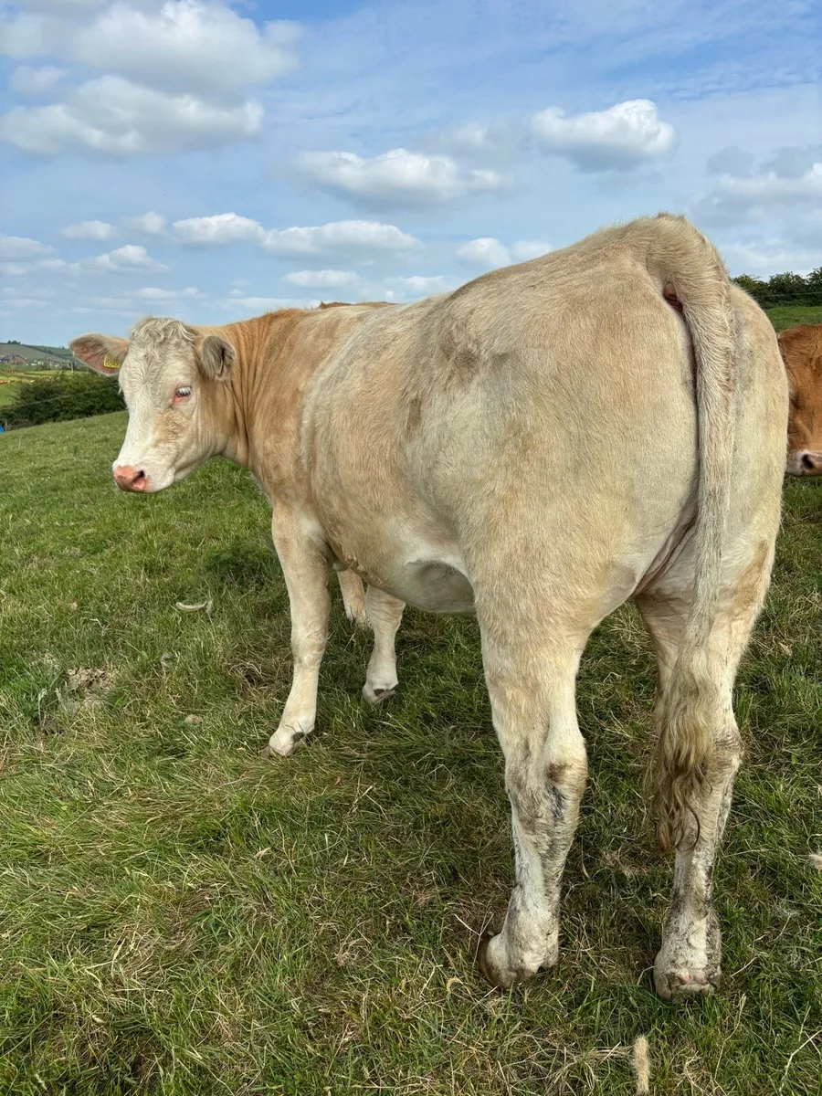Incalf Heifer and Calved Cow - Image 2
