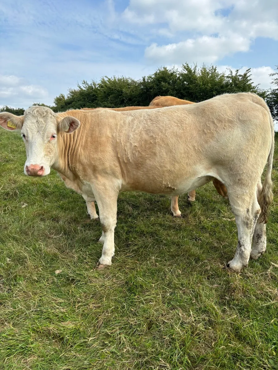 Incalf Heifer and Calved Cow - Image 3