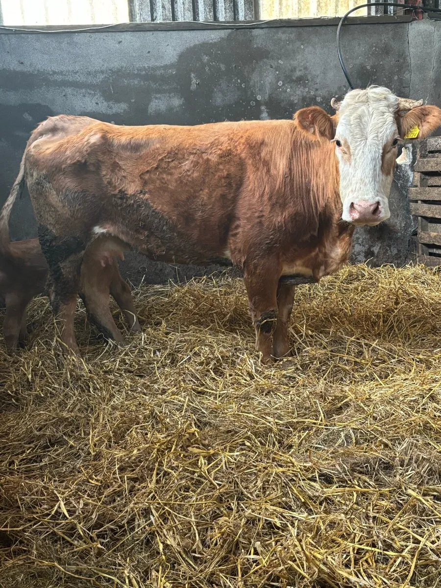 Incalf Heifer and Calved Cow - Image 4