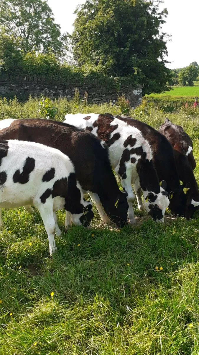 Friesian hefers - Image 1