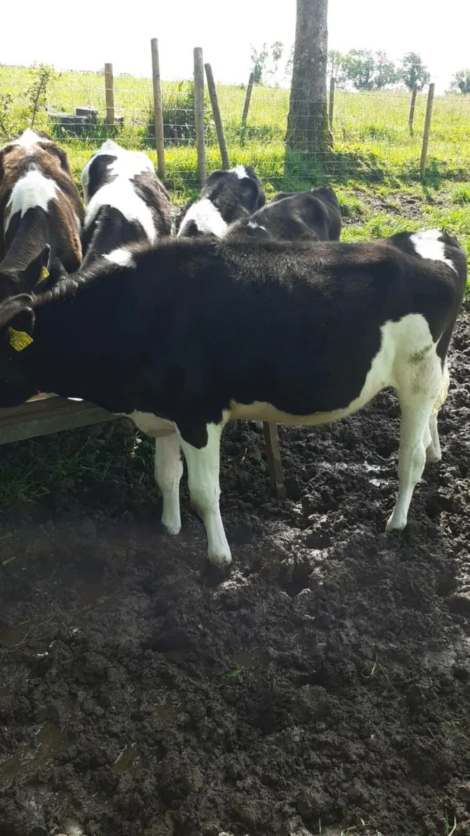Friesian hefers - Image 3