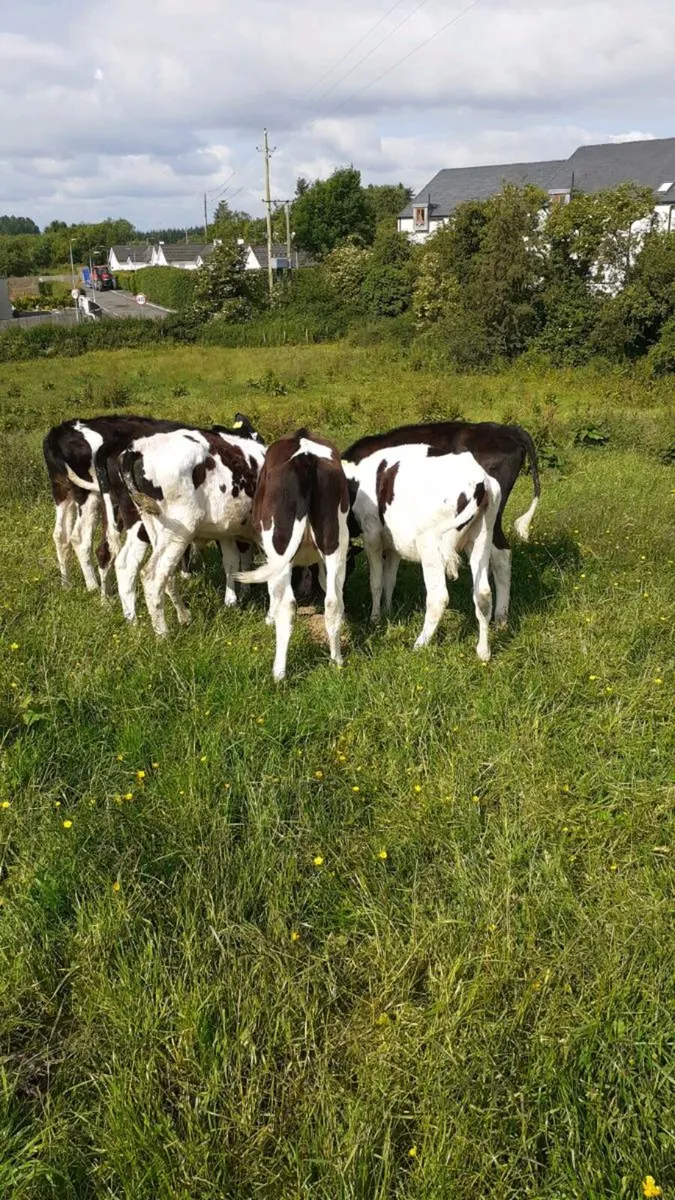 Friesian hefers - Image 4