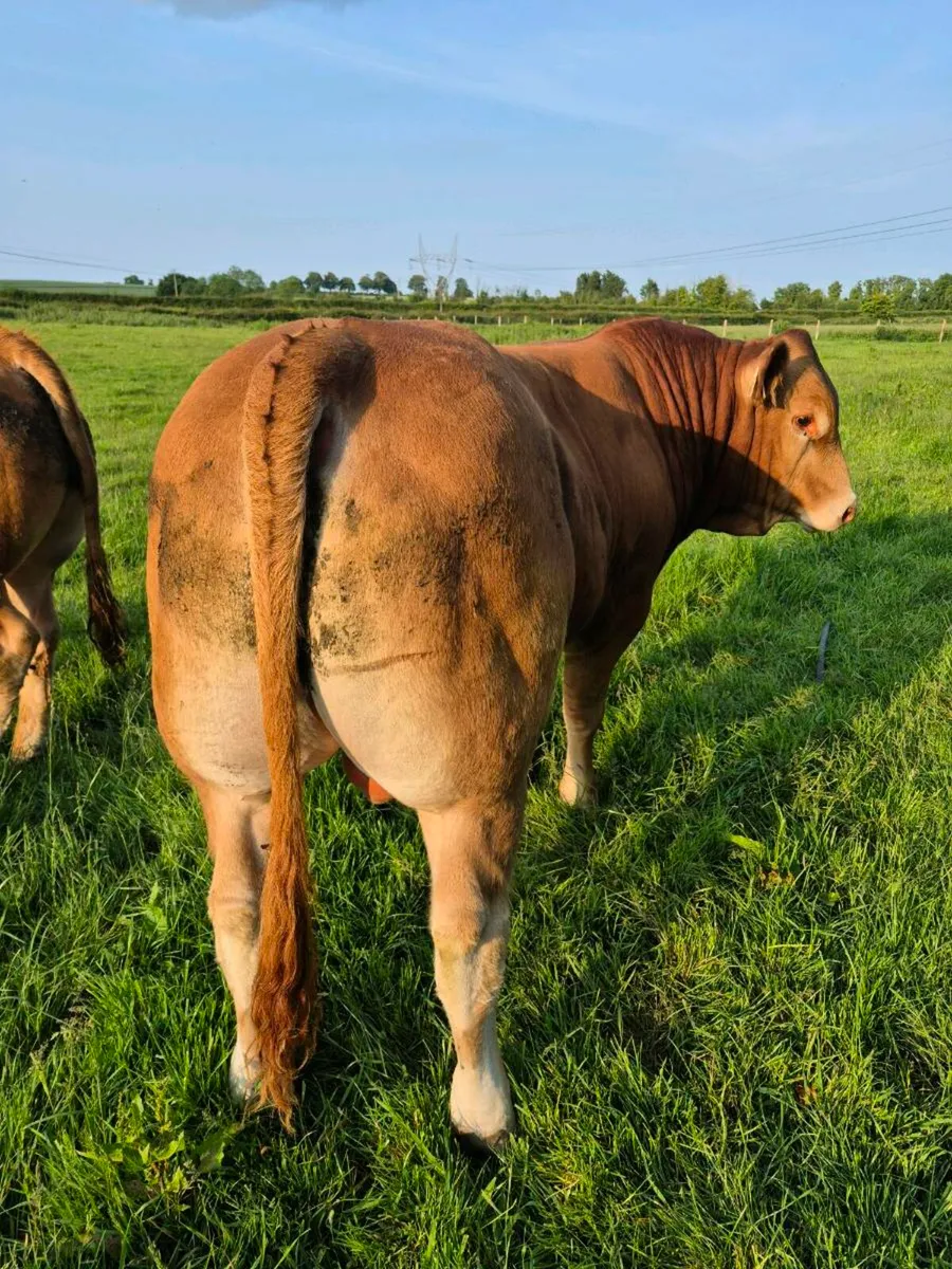 Two 5 Star PBR Limousin bulls - Image 4