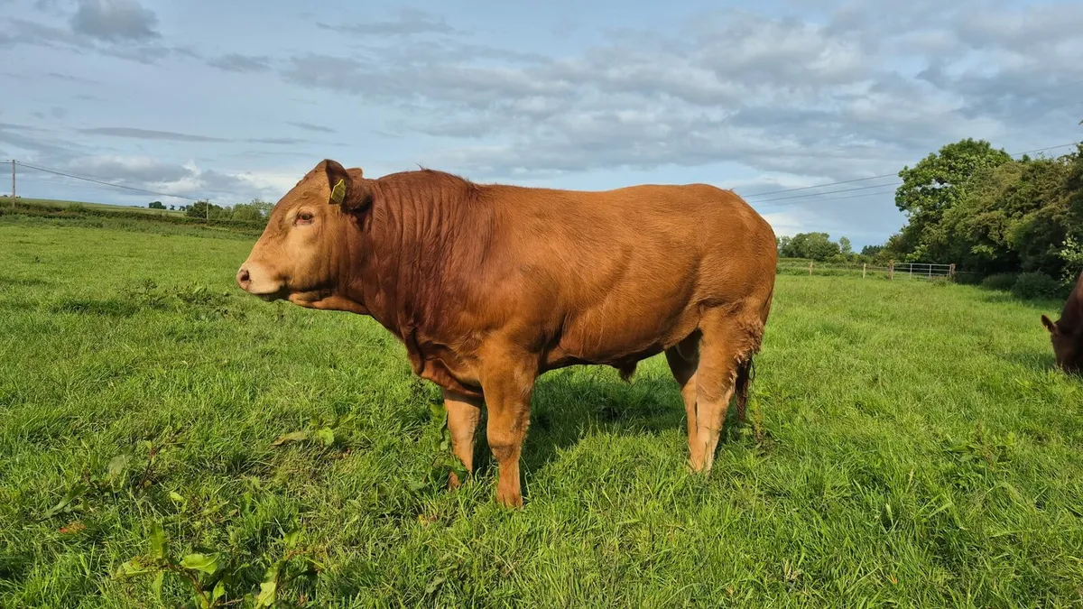 Two 5 Star PBR Limousin bulls - Image 2