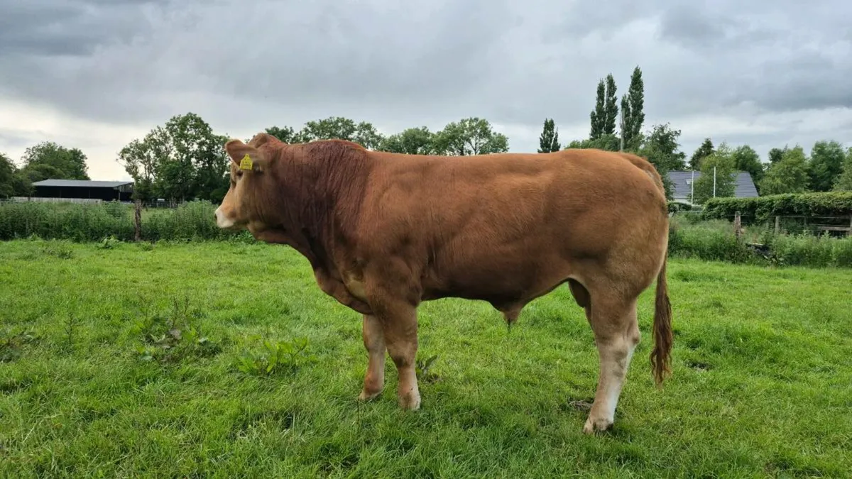 Two 5 Star PBR Limousin bulls - Image 3