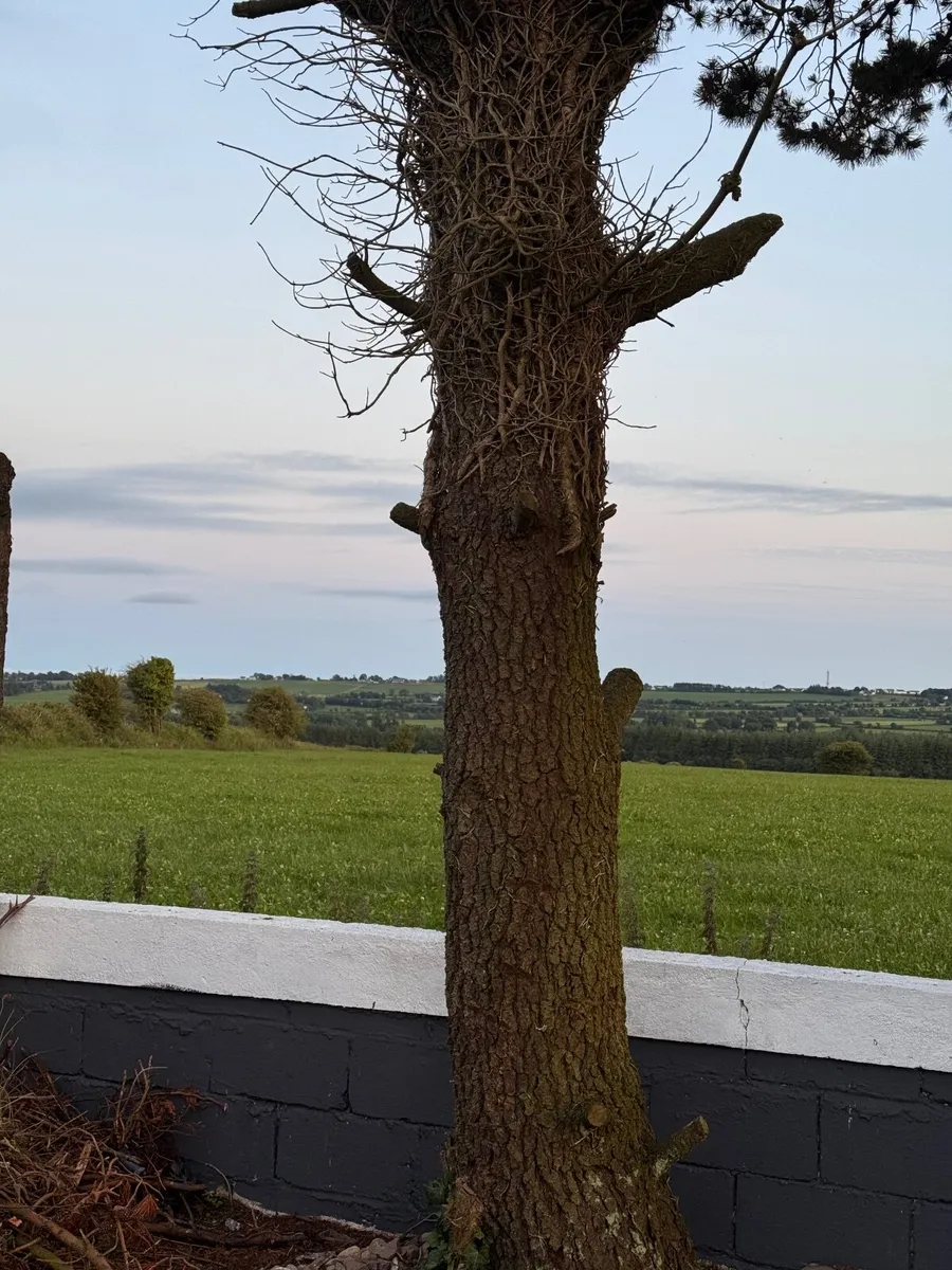 Tree - Image 1