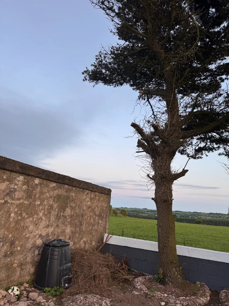 Tree - Image 3