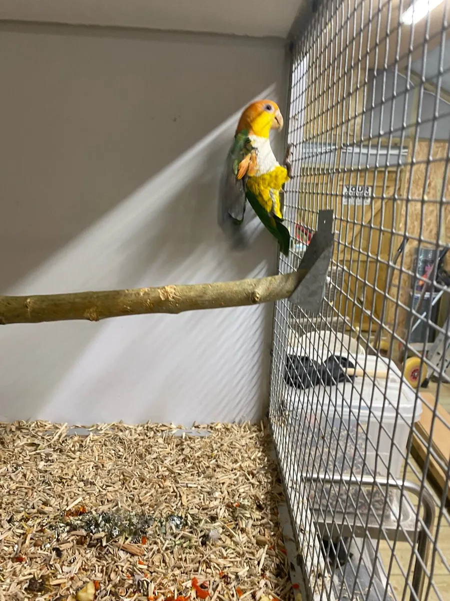 Yellow thighe caique - Image 2