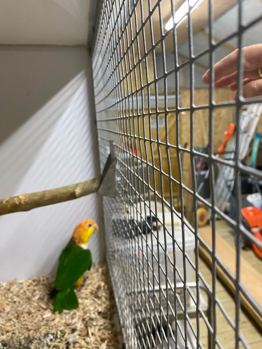 Yellow thighe caique - Image 3