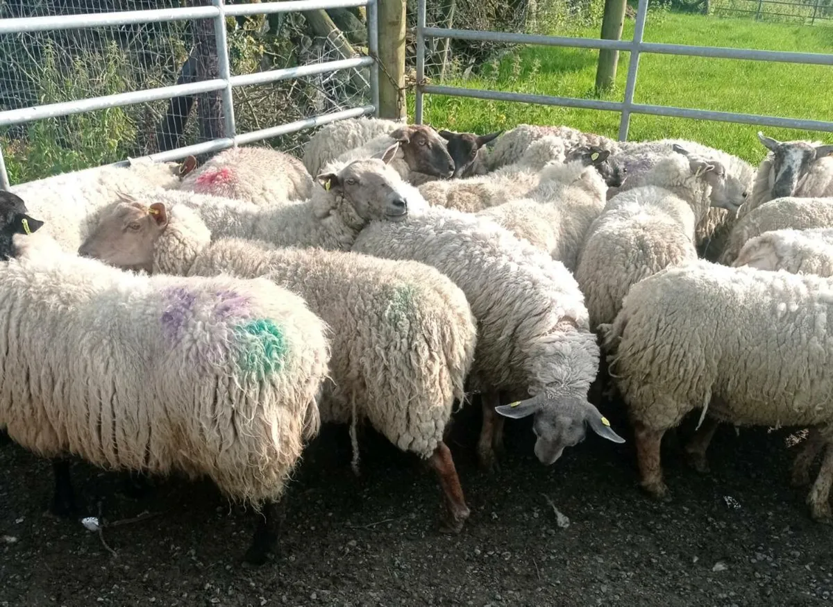 Breeding Ewes - Image 2
