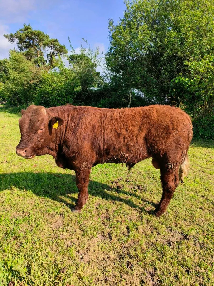 5 Star Pedigree Saler Bulls - Image 1