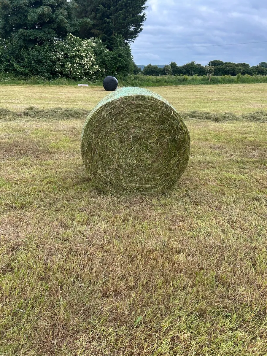 Silage bales - Image 2