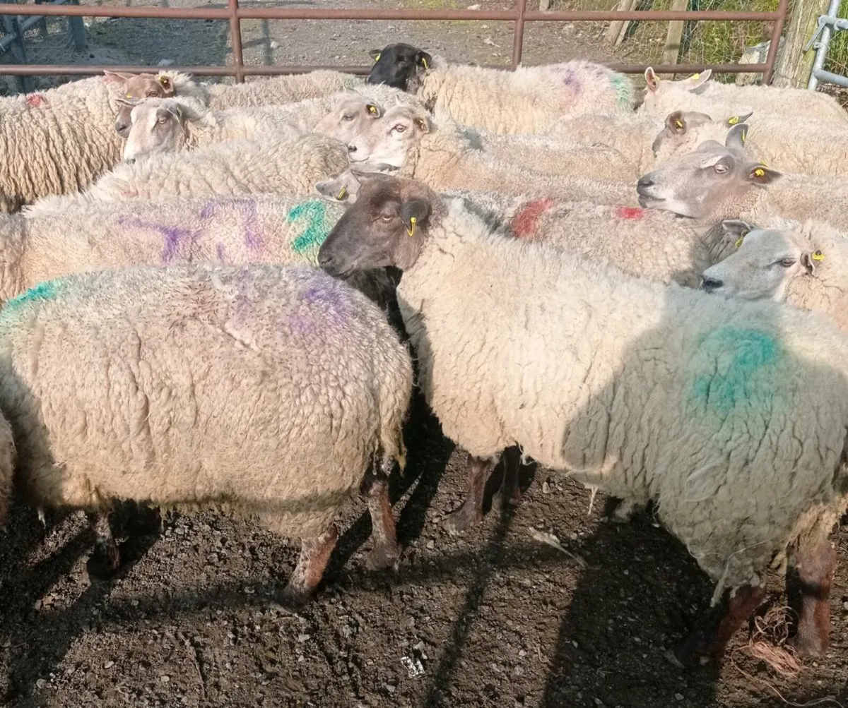 Breeding Ewes - Image 3