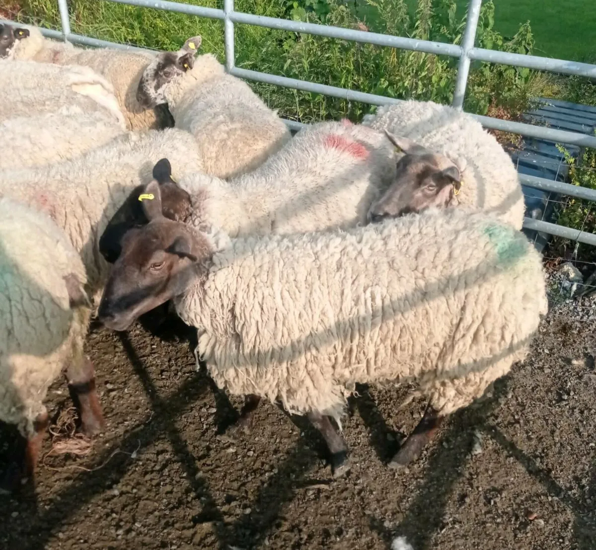 Breeding Ewes - Image 4
