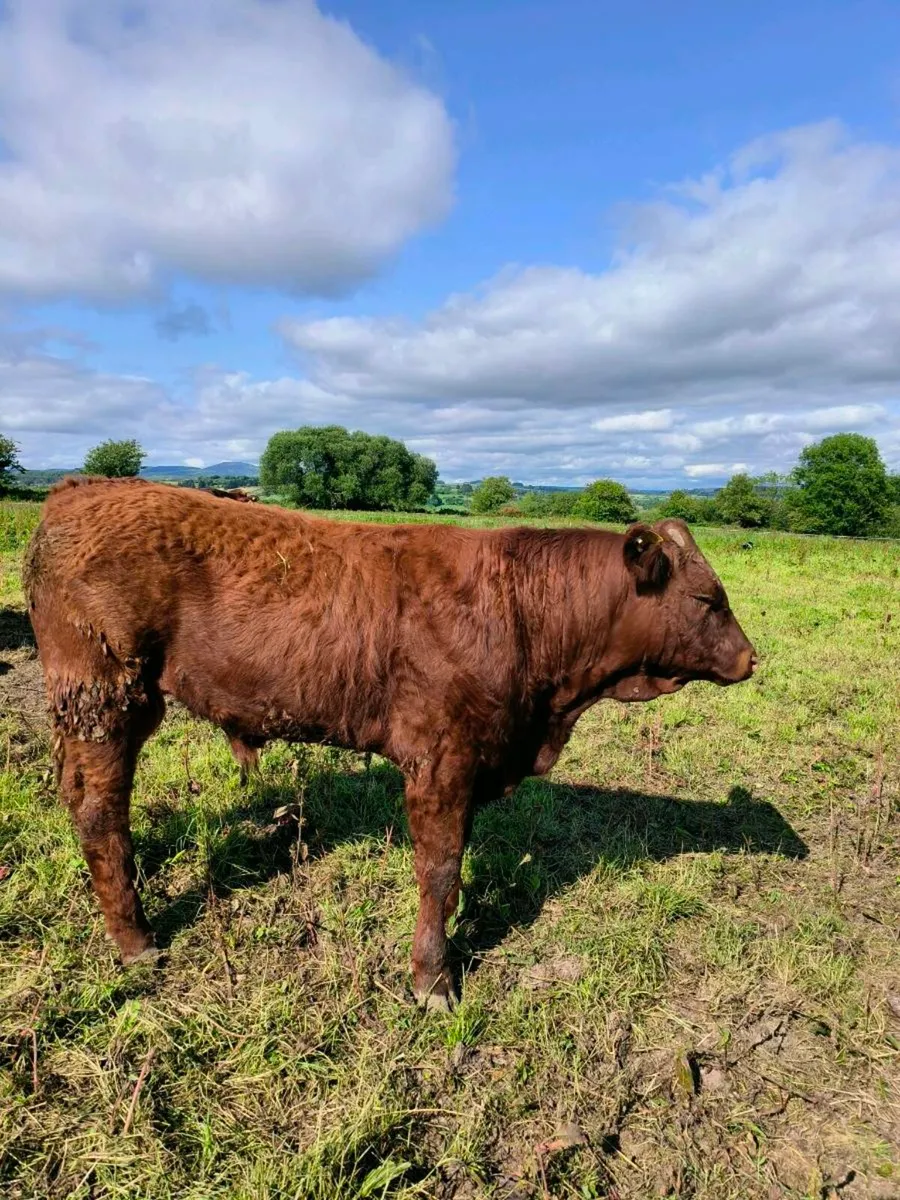 5 Star Pedigree Saler Bulls - Image 3