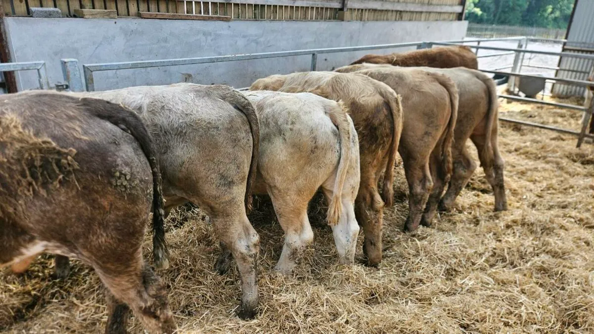 Charolais Bullocks - Image 4