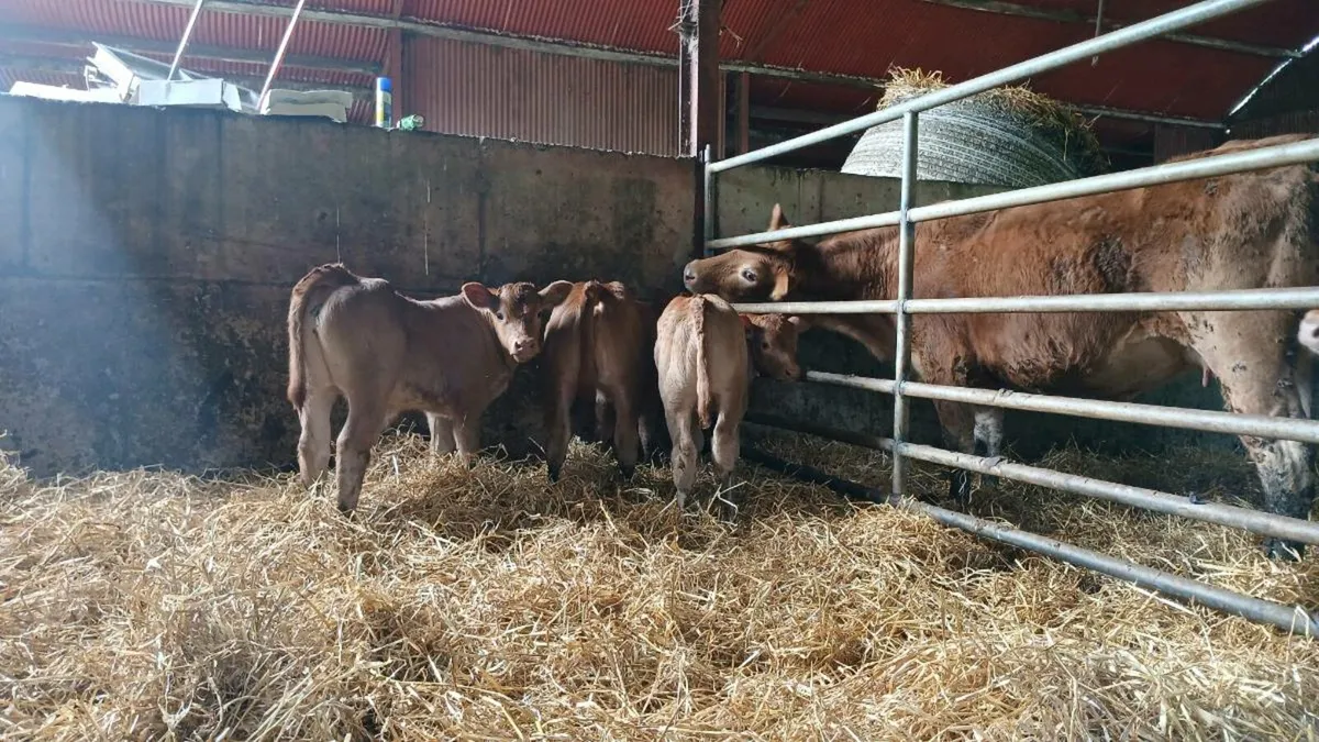 Wanted Sheds/Grazing