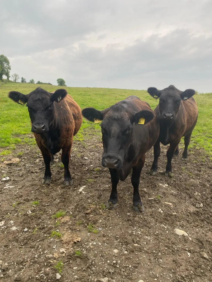 Pedigree Angus females - Image 1