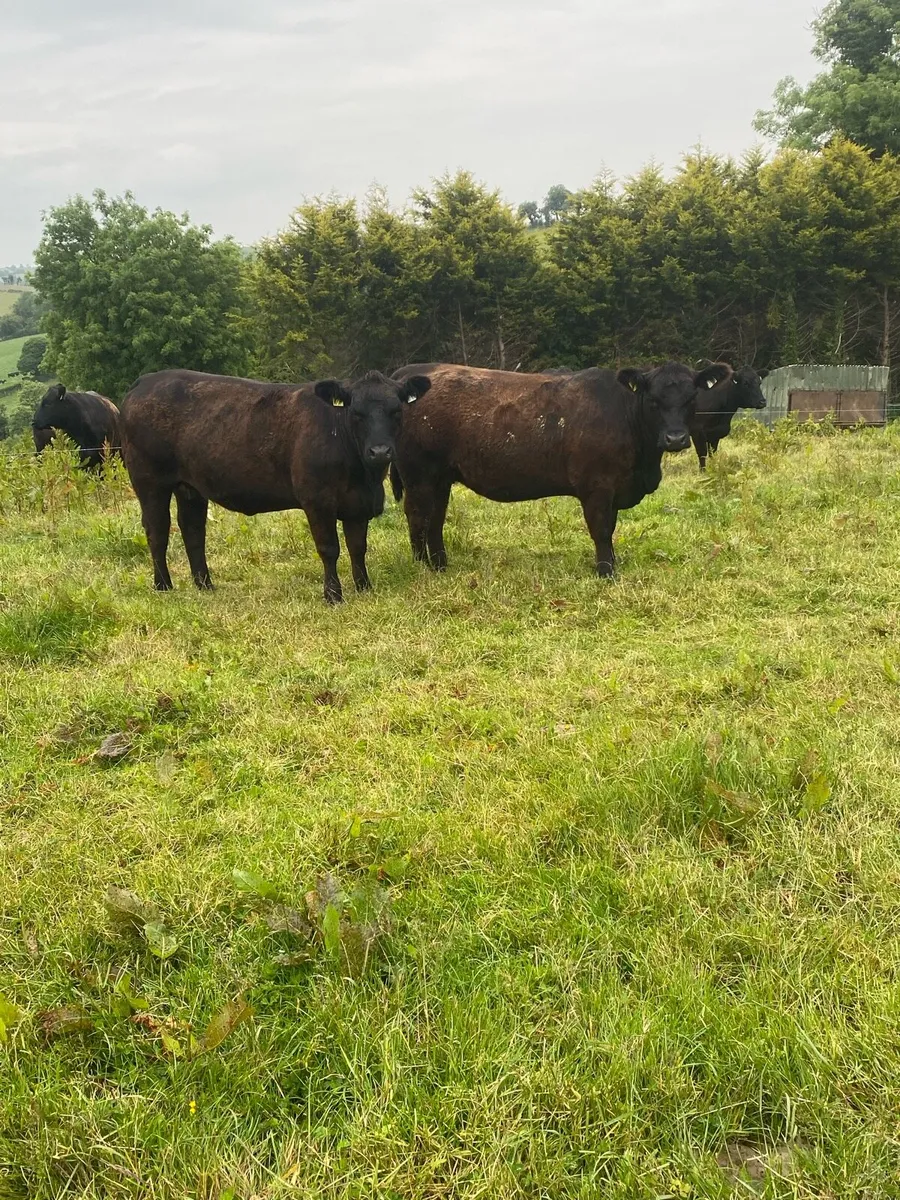 Pedigree Angus females - Image 2