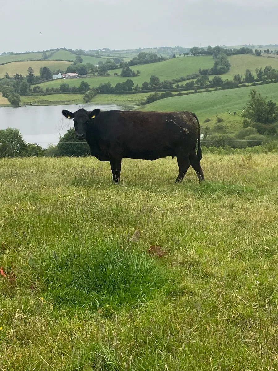Pedigree Angus females - Image 3
