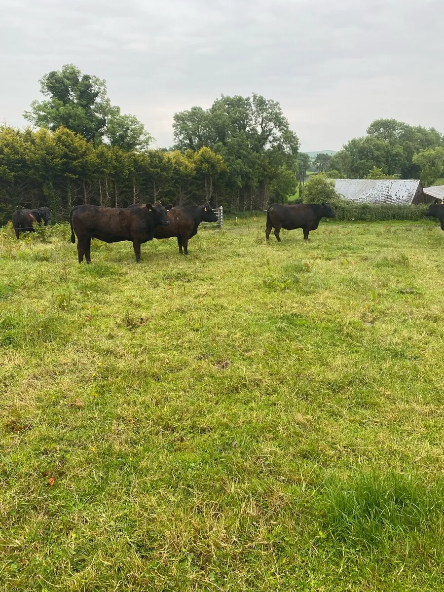 Pedigree Angus females - Image 4