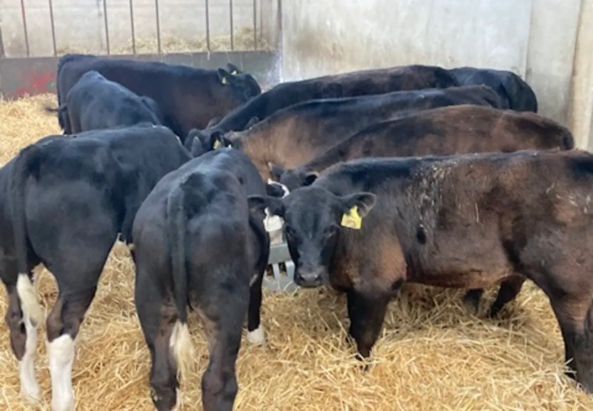 Super 230Kg HE & AA Bull Runners - Image 2