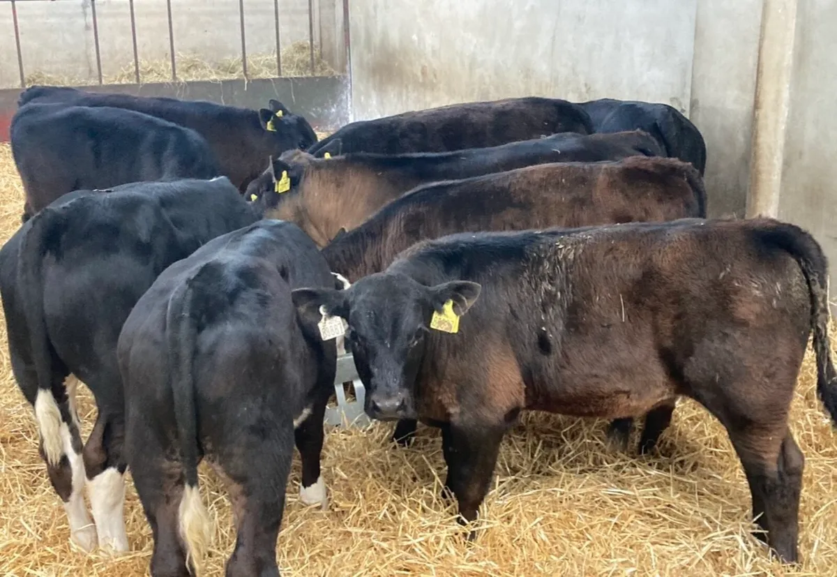 Super 230Kg HE & AA Bull Runners - Image 1