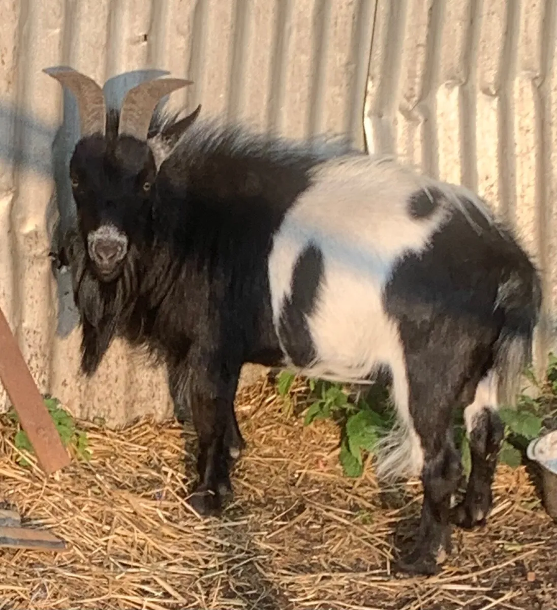 Male Pygmy Goat (Neutered) - Image 1