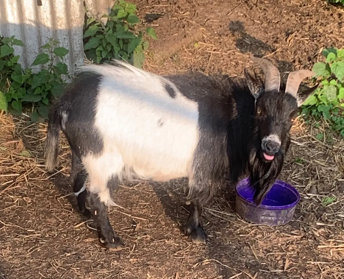 Male Pygmy Goat (Neutered) - Image 2