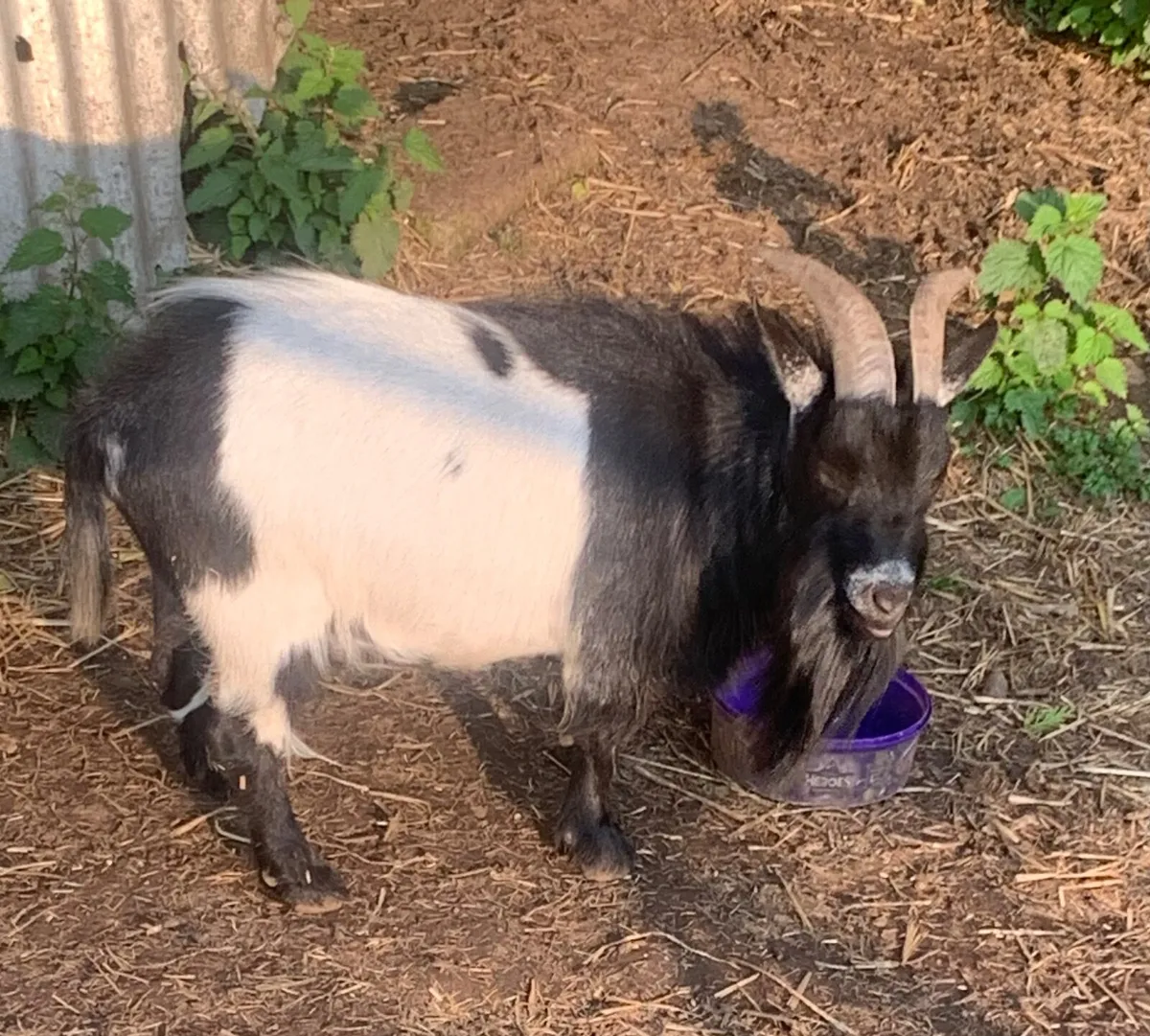 Male Pygmy Goat (Neutered) - Image 3