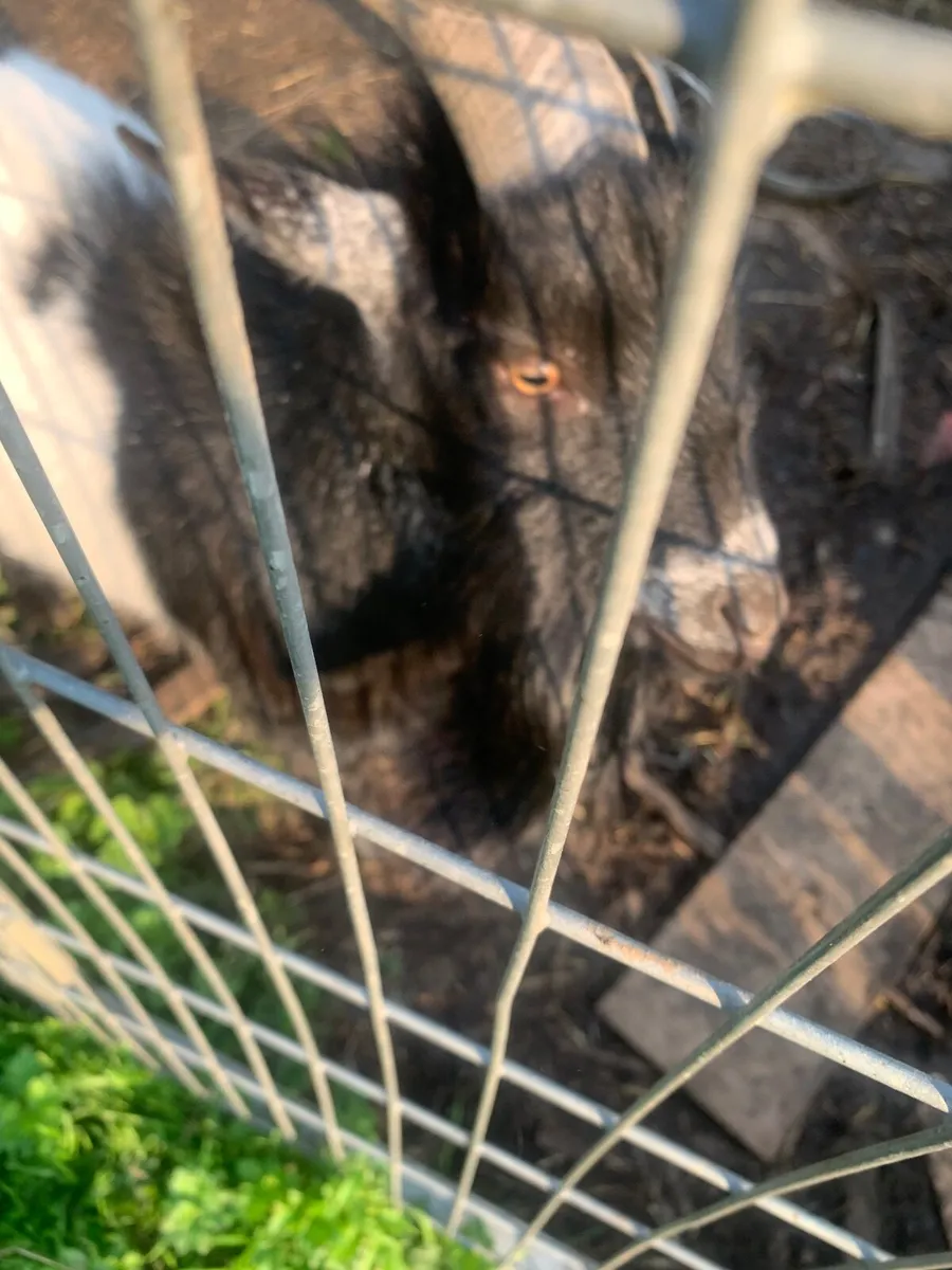 Male Pygmy Goat (Neutered) - Image 4