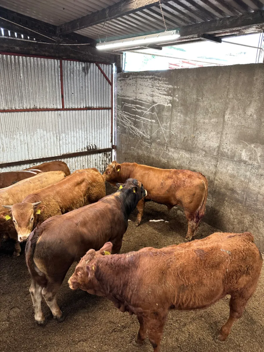 Lim bulls - Image 3