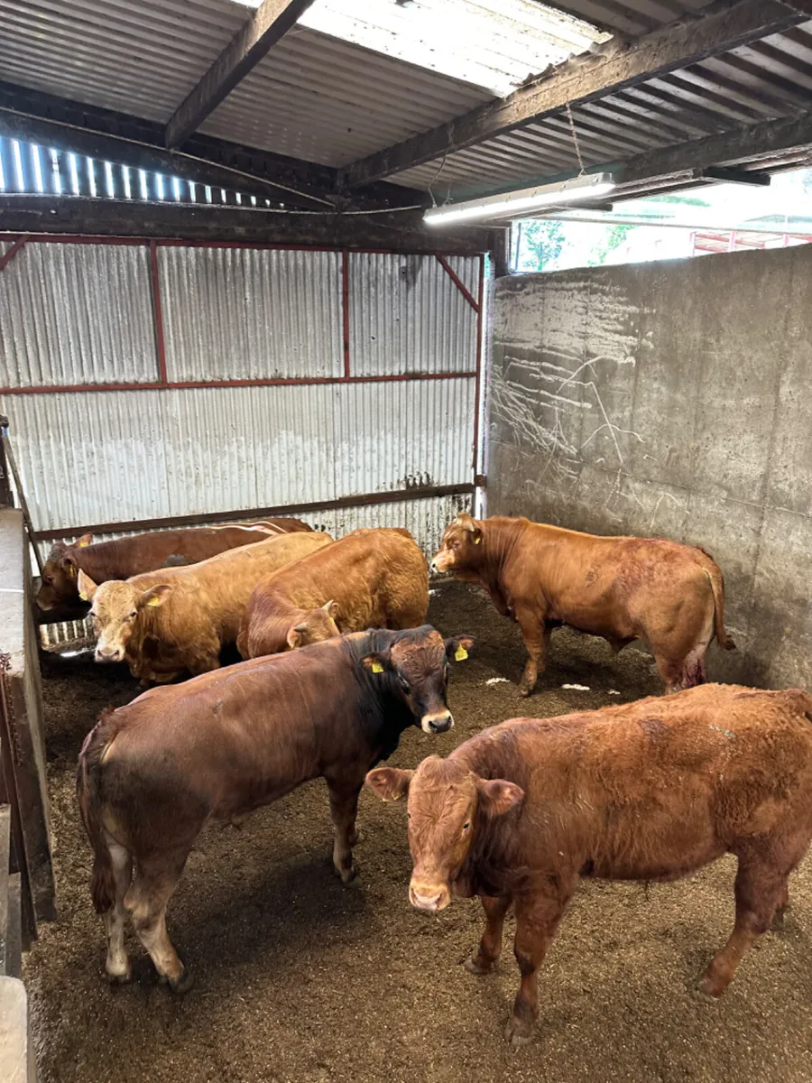 Lim bulls - Image 2