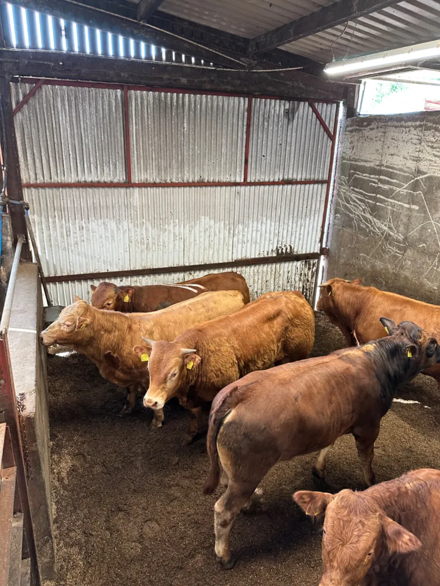 Lim bulls - Image 4
