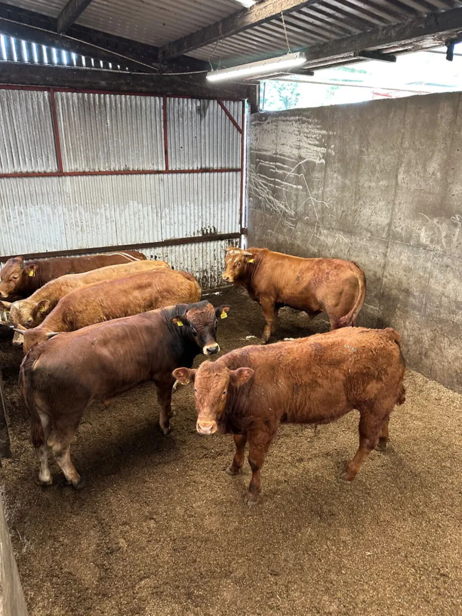 Lim bulls - Image 1