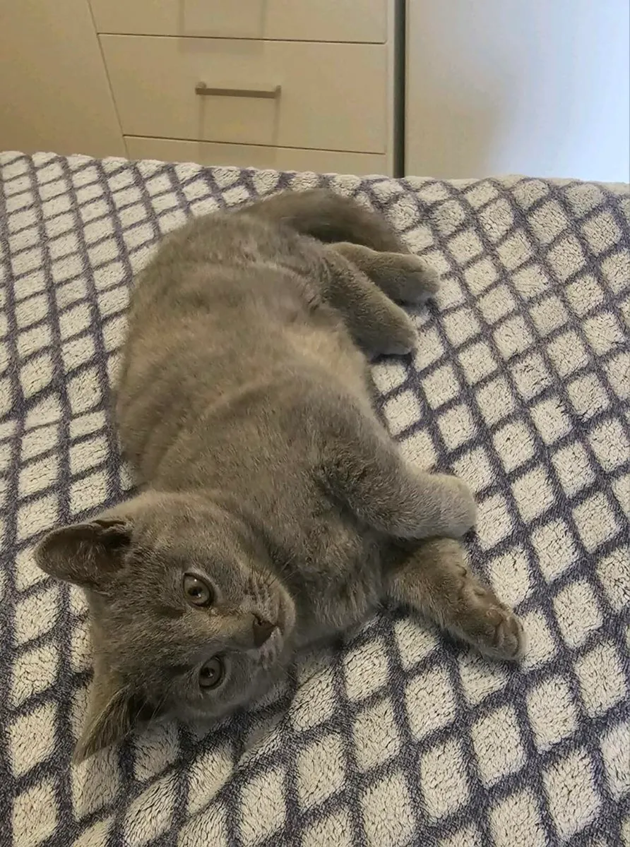 British Shorthair Kittens - Image 3