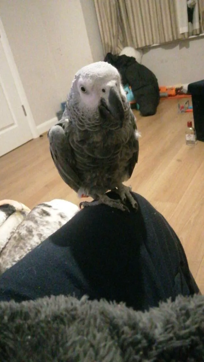 Very talkative parrot - Image 3