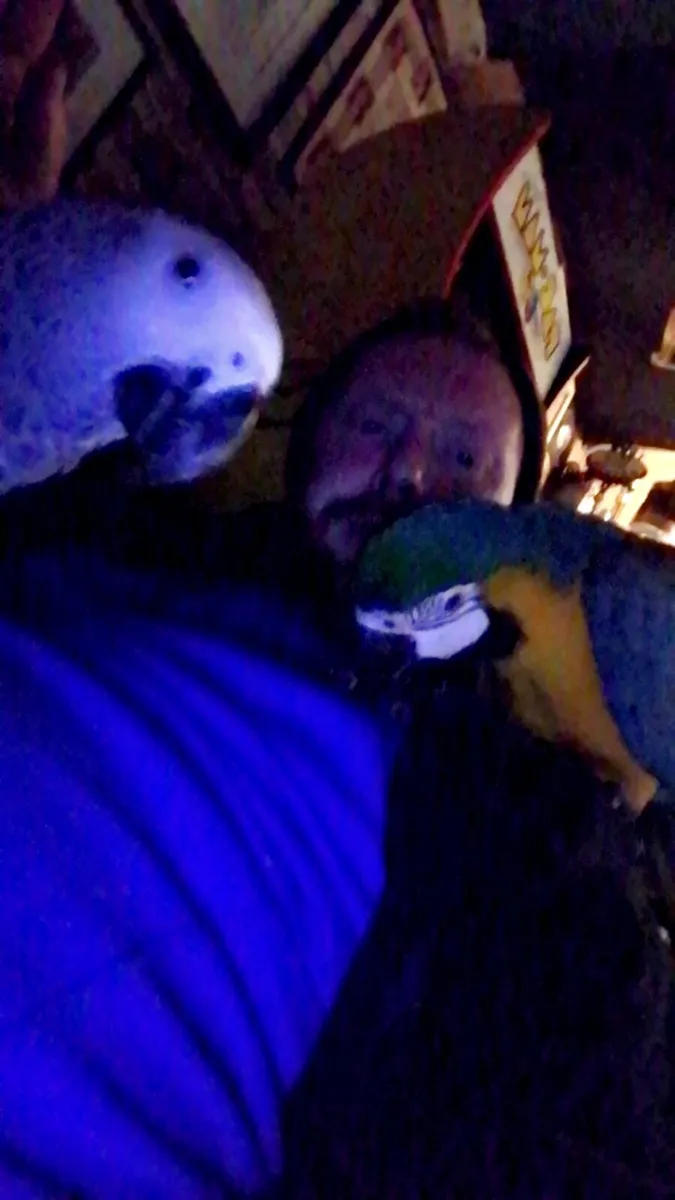 Very talkative parrot - Image 4
