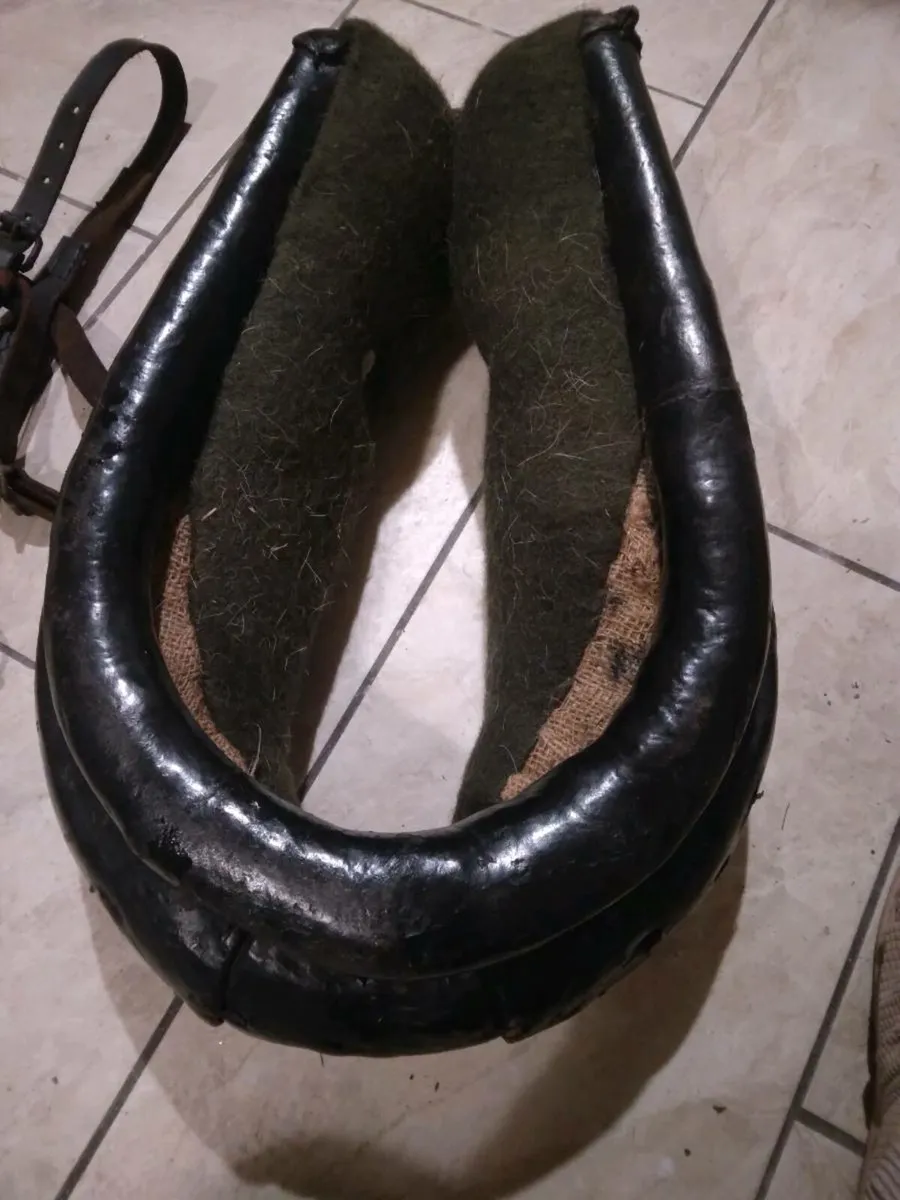 Donkey common harness - Image 2