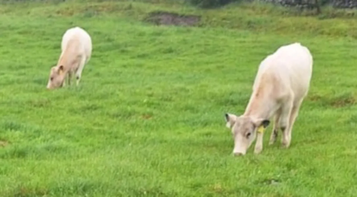 heifers - Image 2
