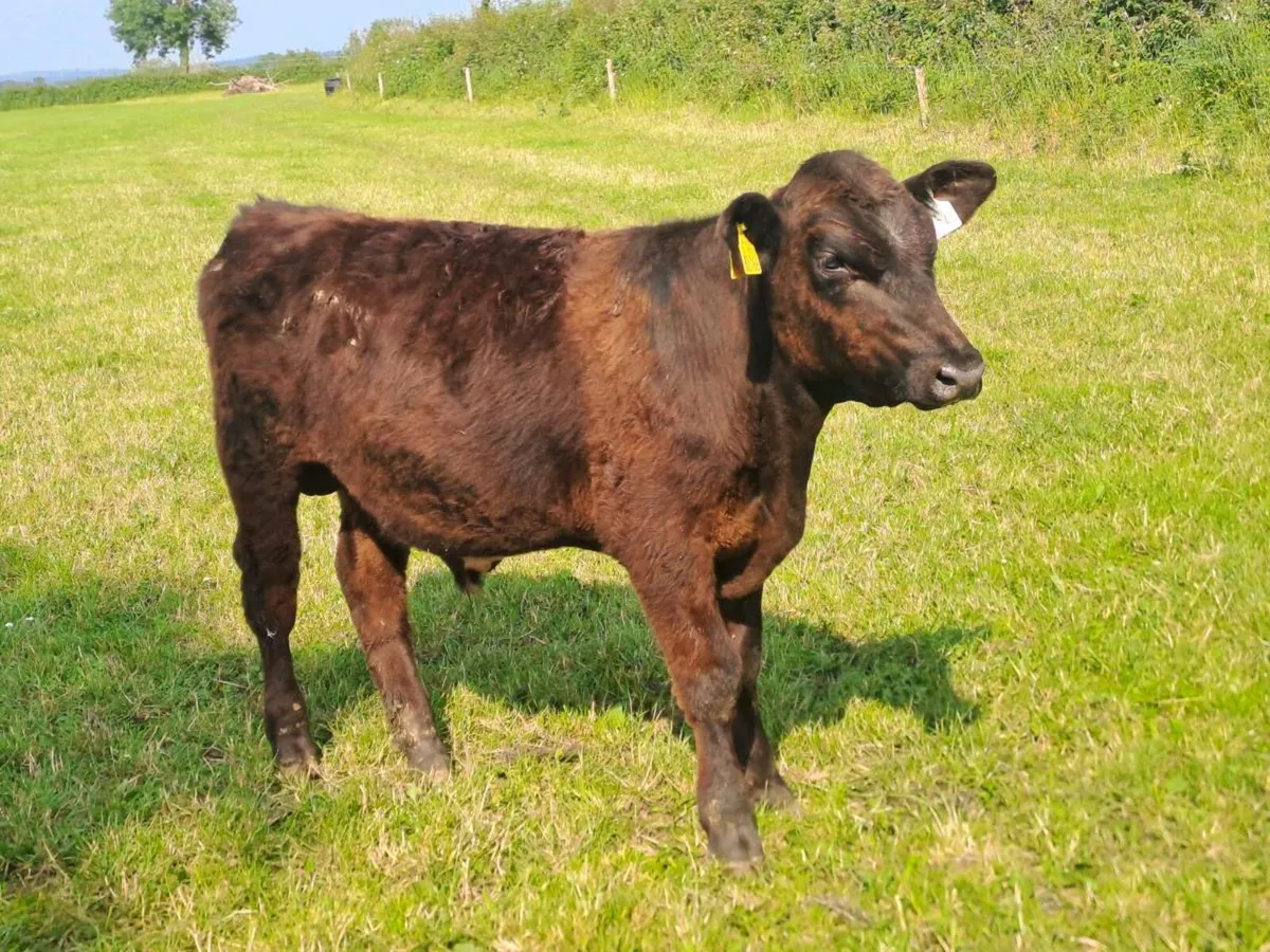 100+ Full Symbol Organic Angus Calves & Weanlings - Image 2