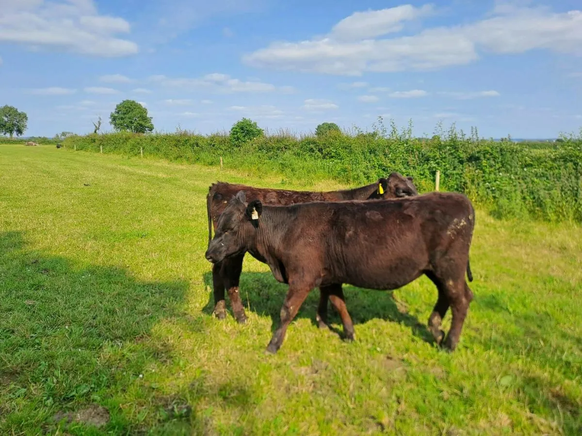100+ Full Symbol Organic Angus Calves & Weanlings - Image 4