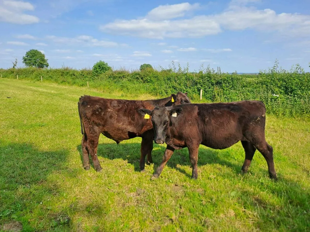 100+ Full Symbol Organic Angus Calves & Weanlings - Image 4