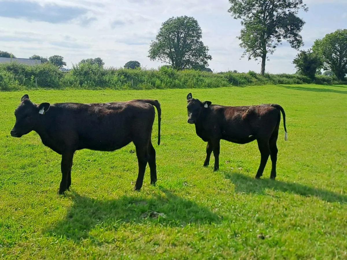 100+ Full Symbol Organic Angus Calves & Weanlings - Image 1