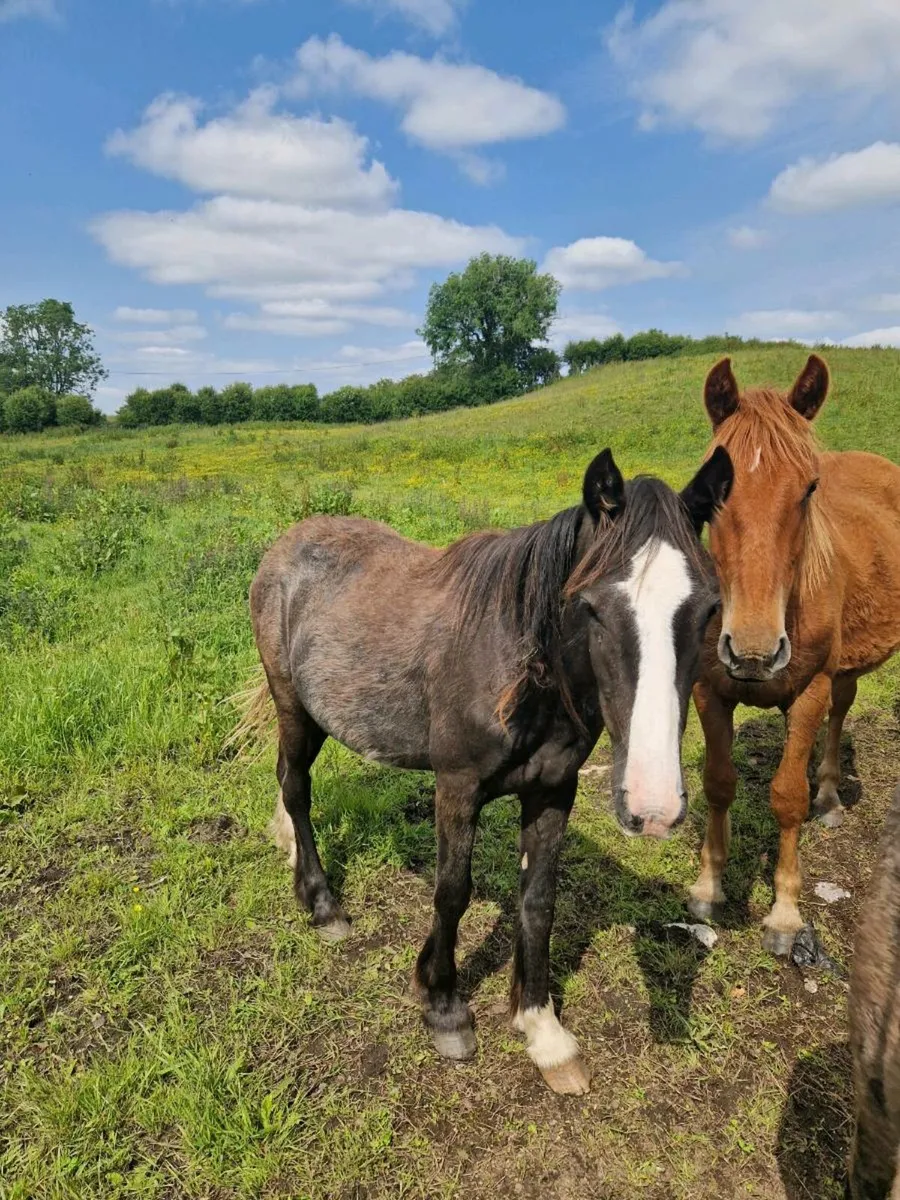 Two 2 year old  fillies - Image 1