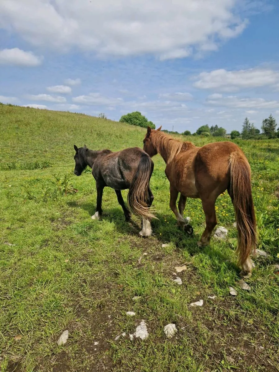 Two 2 year old  fillies - Image 2