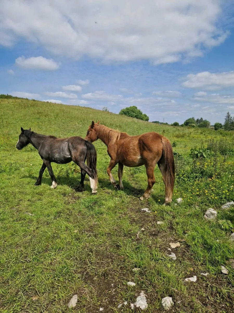 Two 2 year old  fillies - Image 3