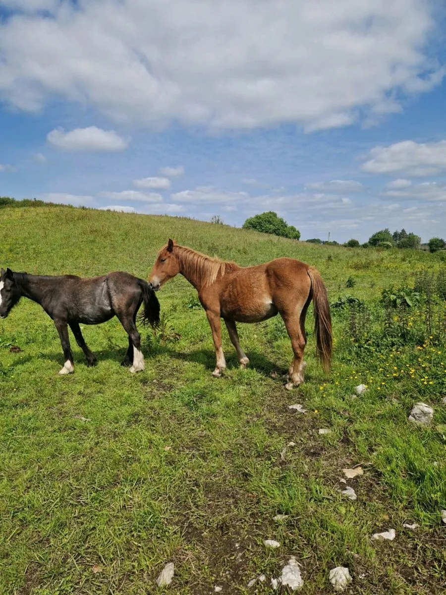 Two 2 year old  fillies - Image 4