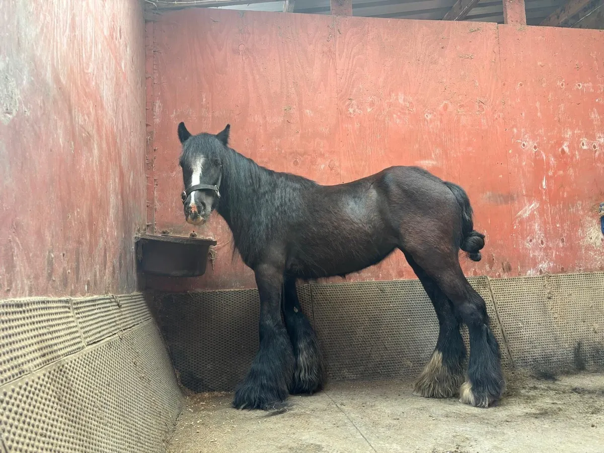 2 Year old Filly - Image 2