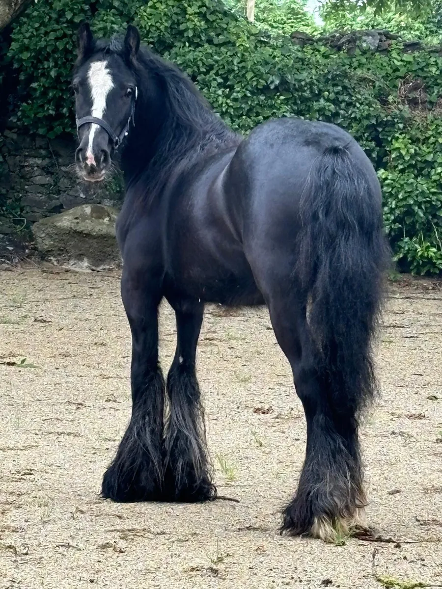 2 Year old Filly - Image 1